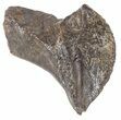 Triceratops Tooth Crown (Partially Rooted) - Montana #53123-1